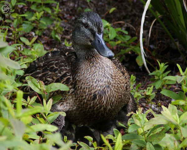 wallpaper cz. Wallpaper.cz gt; Příroda gt; Fauna